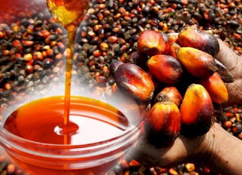 palmino-ulje-za-kuhanje-biodizel-i-drugu-upotrebu_1