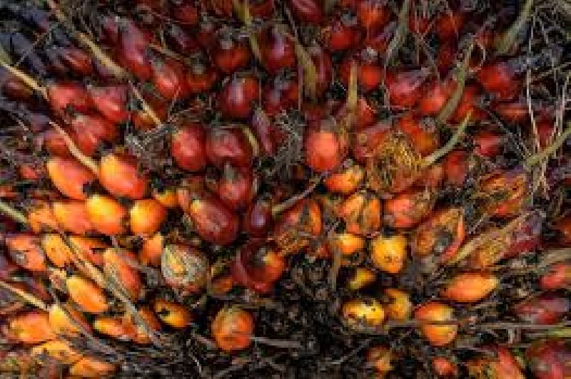 palmino-ulje-za-kuhanje-biodizel-i-drugu-upotrebu_2